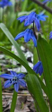 Синоптики прогнозируют 5 апреля в ЛНР от плюс 6 градусов ночью до 19 градусов тепла днем, местами ожидаются небольшой и умеренный дождь, гроза, порывы ветра до 15 м/с, ночью и утром в отдельных районах туман