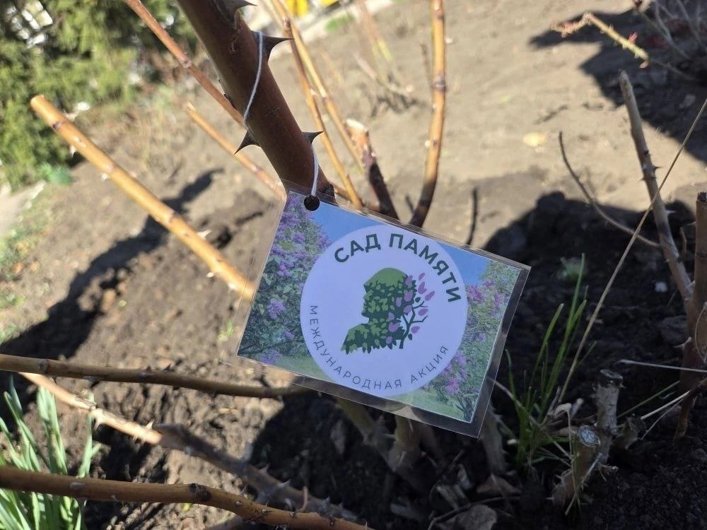 Сергей Колягин: Сегодня в Первомайской средней школе №30 имени Евгения Олейникова прошла всероссийская акция «Сад памяти»