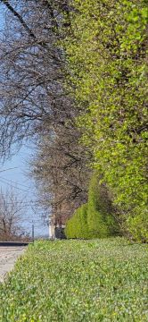 В Луганске зацвели первые тюльпаны, собираются зацвести яблони и вовсю благоухают нарциссы