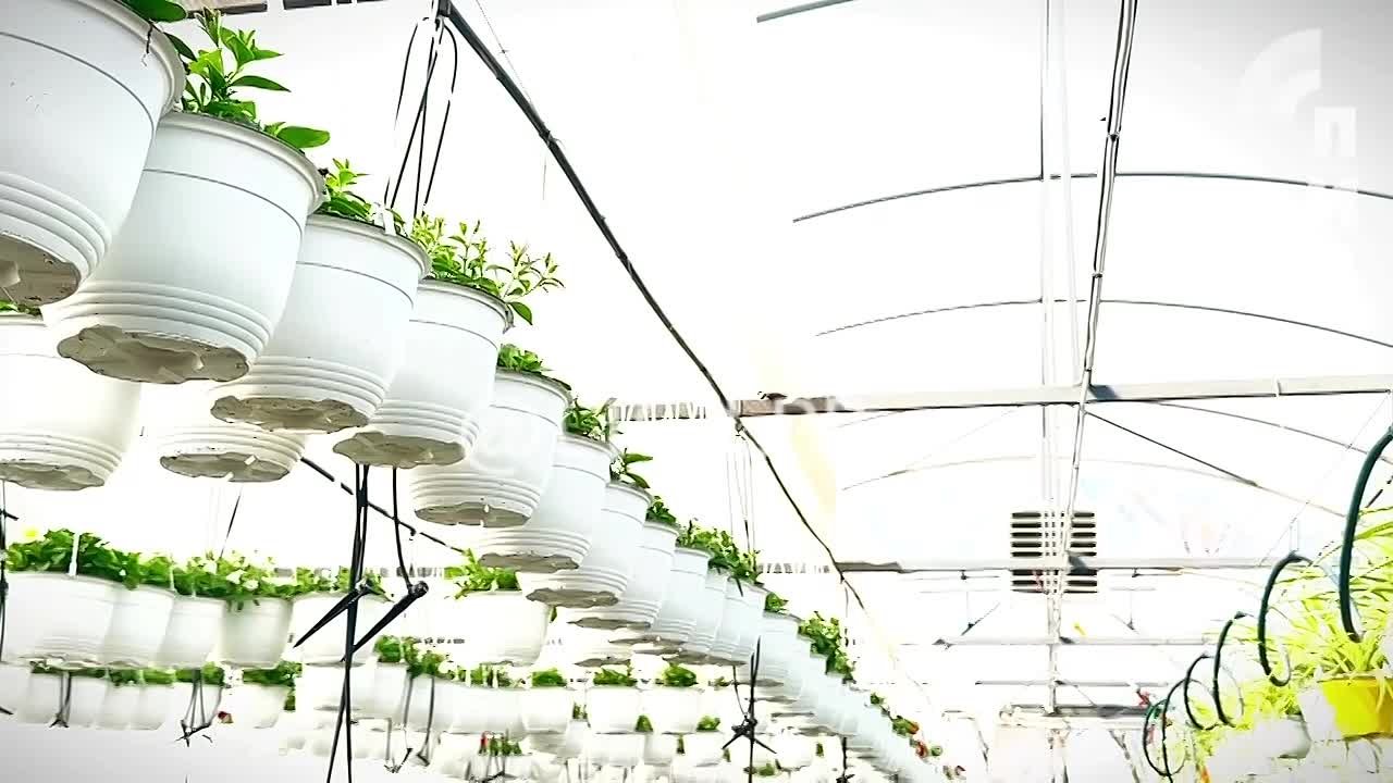 Растения — это живые организмы. В первую очередь их нужно понимать Питомник декоративных растений «Цветочный двор», расположенный в луганском селе Роскошное, выращивает более 200 сортов и видов многолетних растений для...