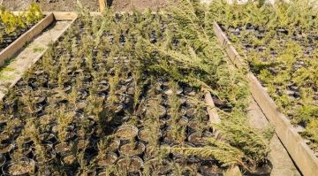 ���������� ������ ������� ����� ���������� ����������� ��������