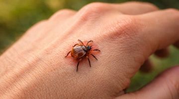 Как сдать клеща на анализ: сколько времени, в чем хранить и куда отвезти