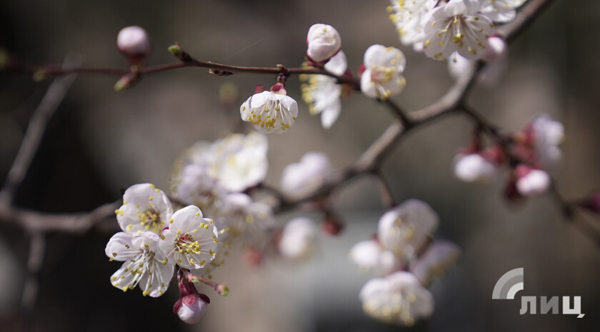 Цветение абрикосов в ЛНР оказалось под угрозой из-за похолодания — Россельхозцентр