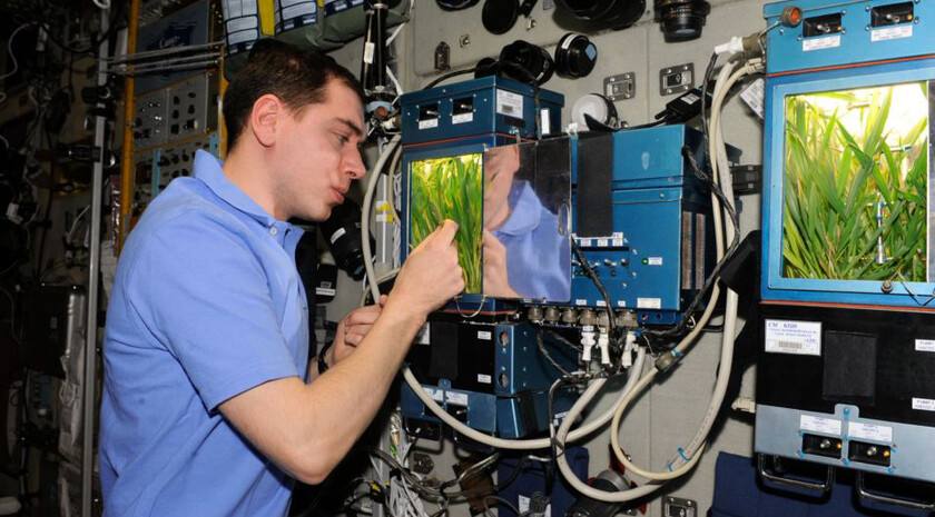 Космический урожай: как выращивают пшеницу, салат и виноград на орбите Накануне в России отметили День космонавтики — в честь 65-летия первого полета человека в космос «Донецкий» филиал Россельхозцентра рассказал ЛИЦ о том...