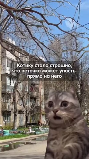 Деревья в городе требуют ухода