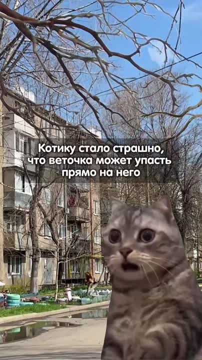 Деревья в городе требуют ухода