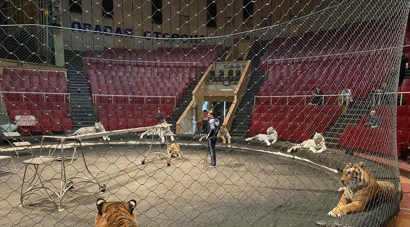 Большой Московский цирк представит в Луганске шоу братьев Запашных