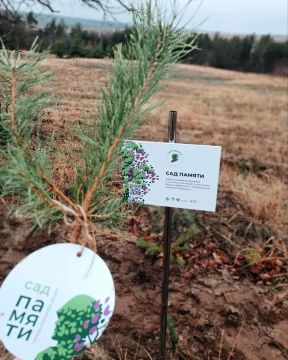 В память о героях в Антрацитовском районе высадили 35 деревьев в рамках акции «Сад памяти»