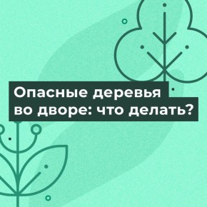 Что делать, если во дворе есть опасные деревья?