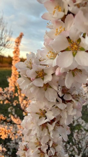 Синоптики прогнозируют 17 апреля в ЛНР от плюс 2 градусов ночью до 22 градусов тепла днем, ночью местами ожидаются заморозки до минус 3 градусов и туман