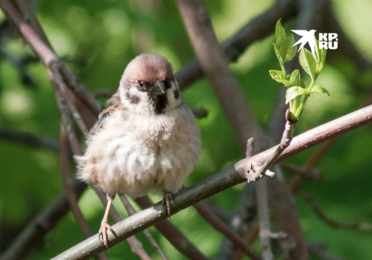 16 апреля – Всемирный день голоса