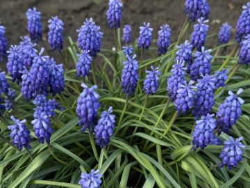 � ������ �����, ������ ����������� �������������� ������!