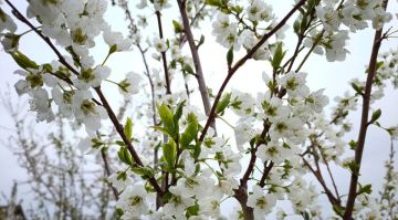 ��������� � ��� �� ������ ������� ��� ����������� ���������� �������� � ���������������