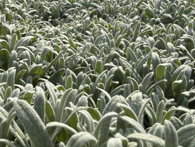 � ������ �����, ������ ����������� �������������� ������!