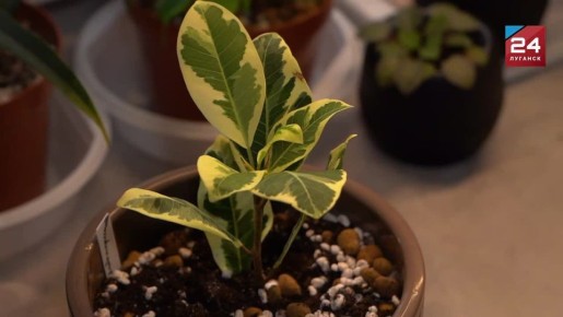 ������������: ��� ������� �������� ���������