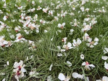 � ��� ��������� ������������ ���������� �����