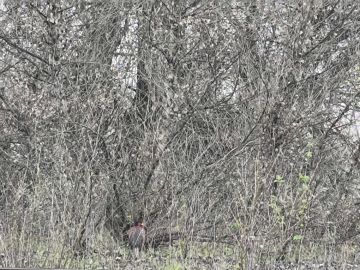 �����: ��� �� ������ � ������?