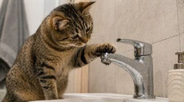 31111116. ������ ���� � ��������� ������ �������� ����� ���������� �� 30 ������ � ����� � �������� ��������, �������� ����������� �����������