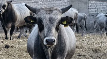 �������� �������������� ��������-���� ��������� ����� ��������� �������������