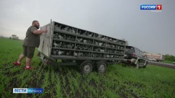 В ЛНР прошли соревнования по голубиному спорту
