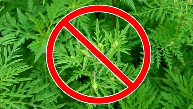Памятка по борьбе с карантинной и сорной растительностью