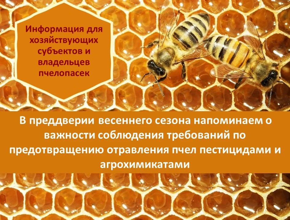 Безопасность пчёл — общая ответственность аграриев и пчеловодов