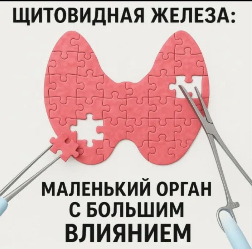 Маленькая, но мощная: Щитовидная железа — «энергетическая станция» нашего организма
