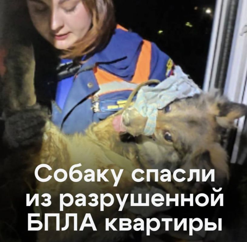 Собака 10 дней голодала в разрушенной БПЛА квартире