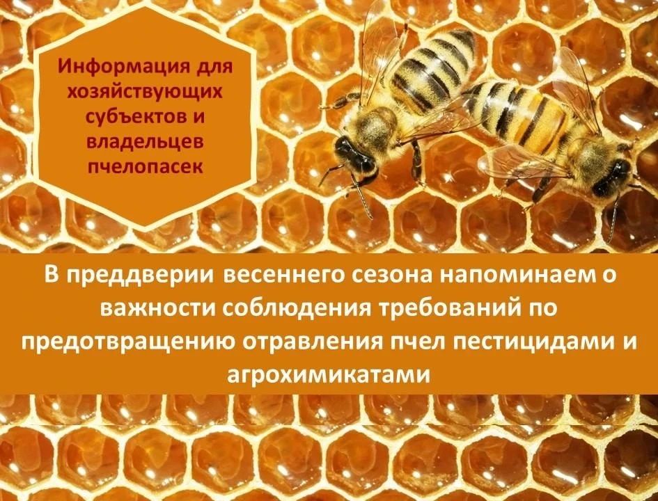 Безопасность пчёл — общая ответственность аграриев и пчеловодов