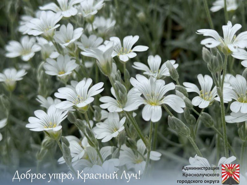 Доброе утро, краснолучане!