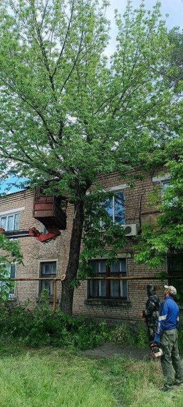 В посёлке Дубовский продолжаются работы по омоложению аварийных деревьев