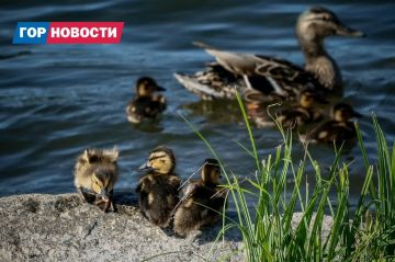 ������� Gornovosti ������: ������ ����� ���������, ���������� ������ ��� ������������� � ���������� ����� ��� �������