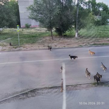 В Алчевске обосновалась стая агрессивных собак