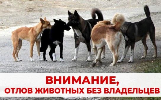 О Б Ъ Я В Л Е Н И Е. С целью реализации государственных полномочий по организации мероприятий при осуществлении деятельности по обращению с животными без владельцев