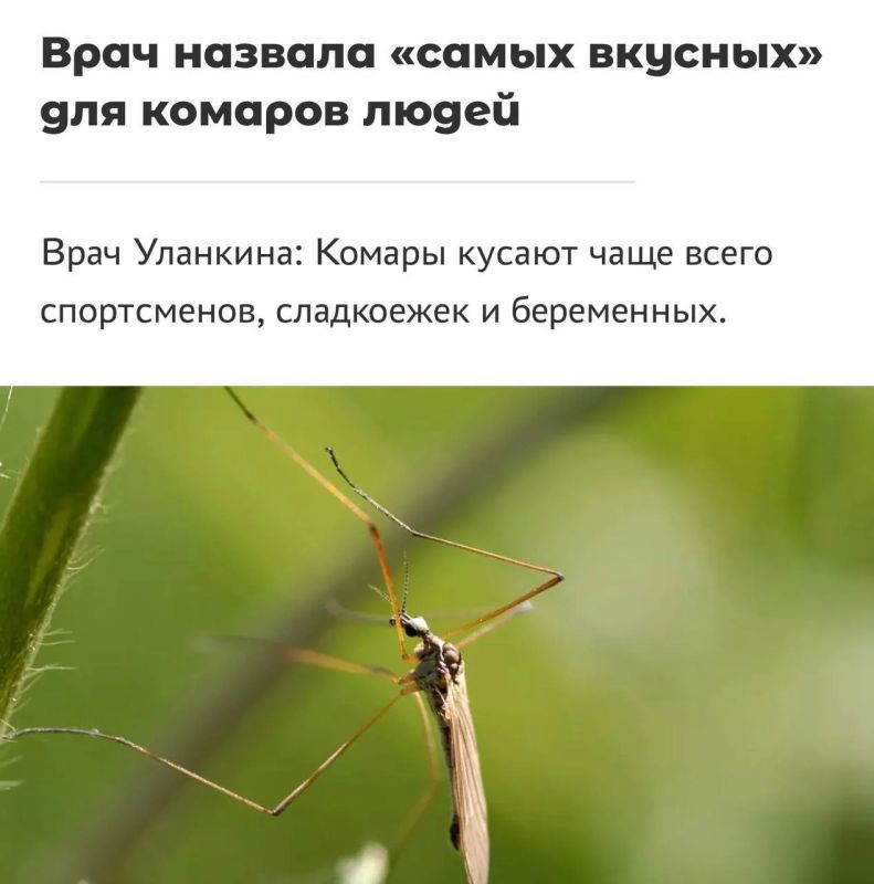 Сладкоежки признаны ходячей мишенью для комаров — об этом предупреждают врачи
