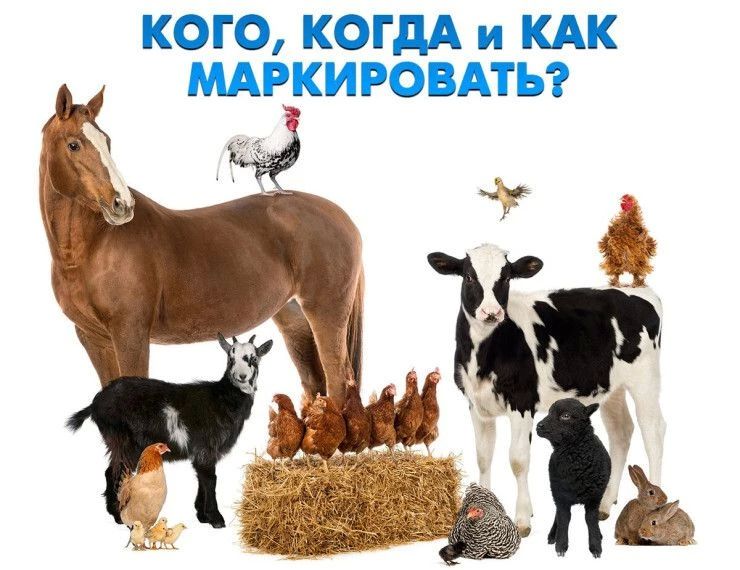 ОБЯЗАТЕЛЬНОЕ МАРКИРОВАНИЕ ЖИВОТНЫХ: ВАЖНАЯ ИНФОРМАЦИЯ ДЛЯ ВСЕХ ВЛАДЕЛЬЦЕВ