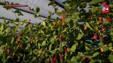 С любовью – для региона: сезон ягод начался в Республике