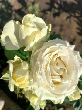 � ������ �����, ������ ����������� �������������� ������!