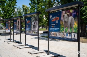 В сквере Героев ВОВ в Луганске открылась фотовыставка бездомных животных