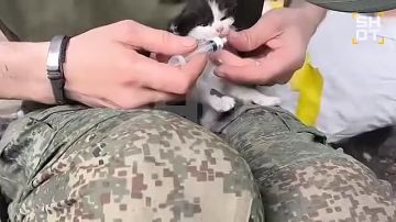 Котёнок смог выжить после двух мощных ударов БПЛА ВСУ в зоне СВО