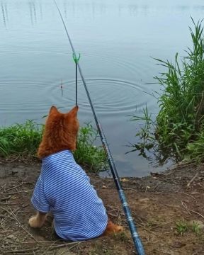 ���� ������ ���������� �������