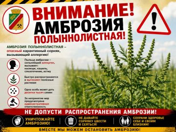 Управление Россельхознадзора по Донецкой Народной Республике и Луганской Народной Республике напоминает о вреде как для сельскохозяйственных культур, так и для здоровья людей опасного карантинного сорняка – амброзия...