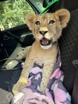 ��������� ����������� ����� ������� ������, ����� � ������� �������� � ����