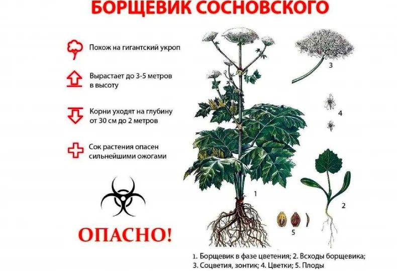 В настоящее время опасное растение - борщевик Сосновского (лат