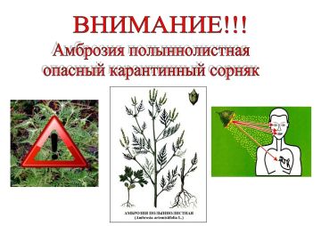 Россельхознадзор предупреждает: амброзия опасна для здоровья и урожая!