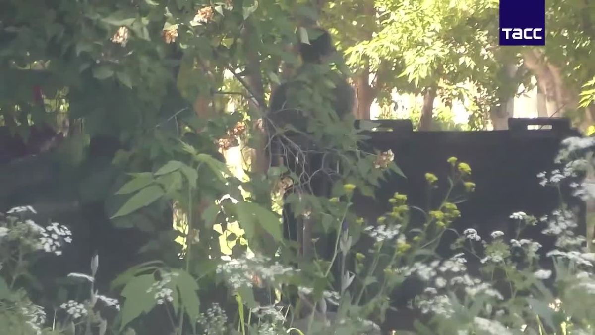 ФСБ задержала в ЛНР троих местных жителей, которых подозревают в сотрудничестве со спецслужбами Украины