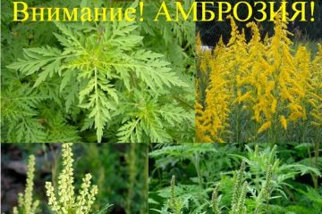 Внимание! Опасный карантинный объект на землях ДНР и ЛНР