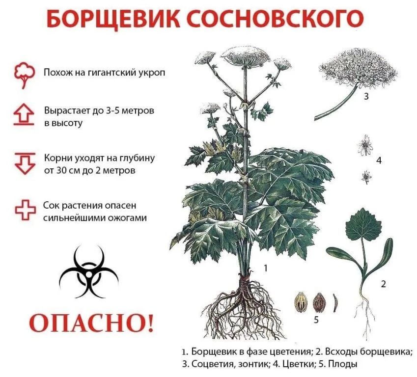 Опасно: борщевик Сосновского