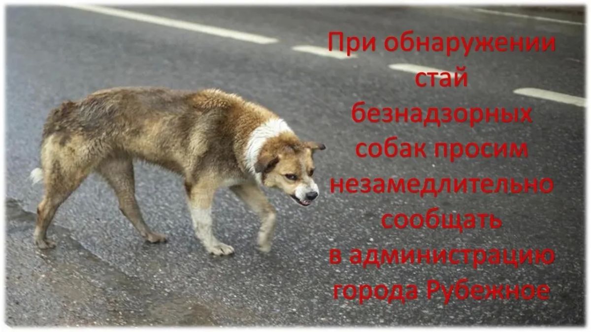 В городе Рубежное возле супермаркета «Базар» безнадзорные собаки напали на ребёнка