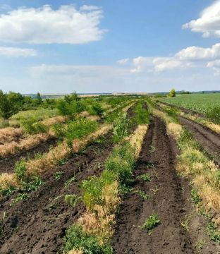 В ЛНР выполнили более 60% годового плана по уходу за лесами